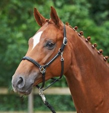 BUSSE Leder-Halfter GLAMOUR - schwarz    Gr. VB