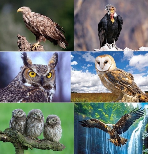Ansichtskarte adler eulen - d,