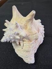 Riesen Muschel XXL, rosa