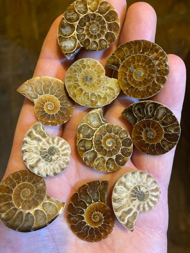 Fossil cleoniceras ammonit - fossil,