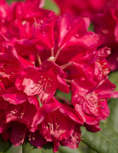 Rhododendron