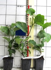 Magnolia x hybr. "Genie"