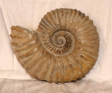 AMMONIT Fossilie Schnecke