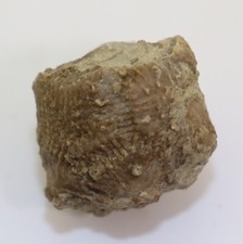 Crinoide, Crotalocrinus