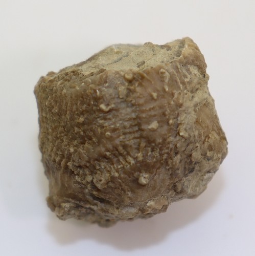 Crinoide crotalocrinus - crinoide,,