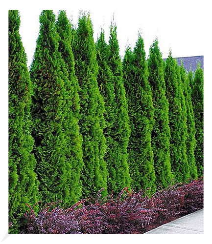 Lebensbaum hecke smaragd - 'smaragd',, 10