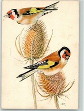 39865807 - Distelfink sign. BR Vogel