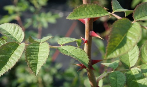 Filzrose wildrose rosa - wildrose,