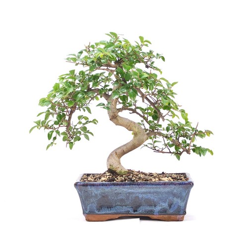 Bonsai chinesische ulme - bonsai,