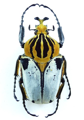 Goliathus cacicus männchen - cacicus,