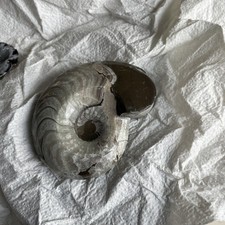 Ammonit /Goniatit - 8,6 cm -