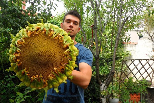 Riesen sonnenblumen samen - 15,