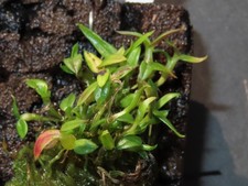 Dendrobium parvulum pink x?