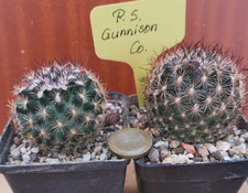 Pediocactus simpsonii