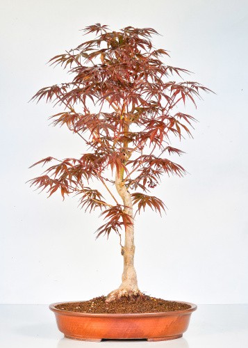 Bonsai fächerahorn acer - bonsai,