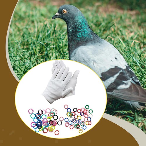 100pcs tauben bein bands - tauben,