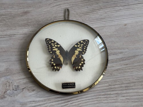 Original vintage schmetterling - original,