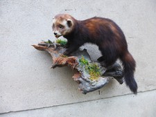 Iltis / Polecat / Ganzpräparat