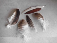 5  gestreifte Vogelfedern  13