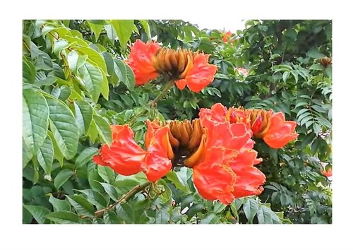 20x spathodea campanulata - 20x,