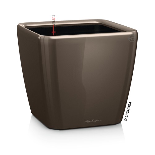 Lechuza quadro premium - lechuza,