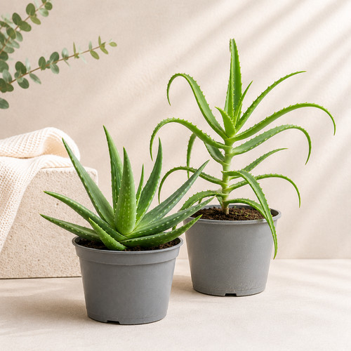 Aloe vera baumaloe - vera, |
