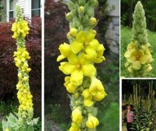 Königkerze frosthart blumen - frosthart,