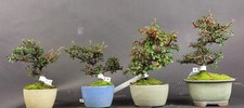 Bonsai zwergmispel - -,
