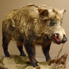 Wildschwein europäischer Keiler Dekopodest H 108cm Tierpräparat Präparat Trophäe
