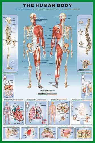 Menschenkörper poster human - poster,