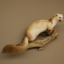 Steinmarder Marder offene