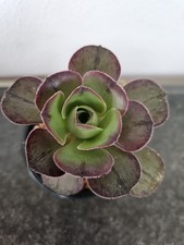 Sukkulente aeonium lapostolle - aeonium,