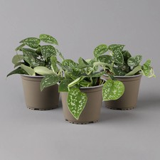 Scindapsus pictus 'Trebie', Topf-Ø 12 cm, Höhe ca. 20 cm, 3er-Set