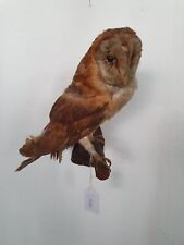 (Art.:O-103) Vogelpräparat "Schleiereule" mit CITES