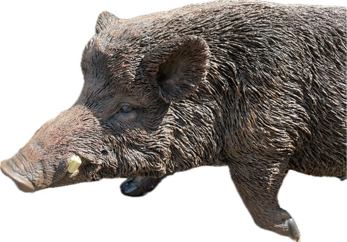 Schwein eber sau wildschwein - schwein,