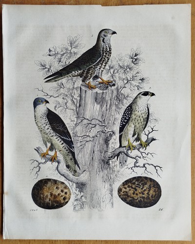 Vögel bussard buch - -, der