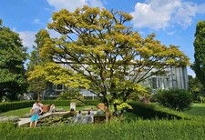 Acer shirasawanum aureum - shirasawanum, /