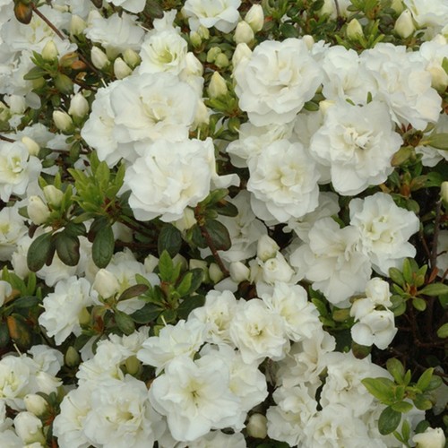 Azalee rhododendron japanische - rhododendron,
