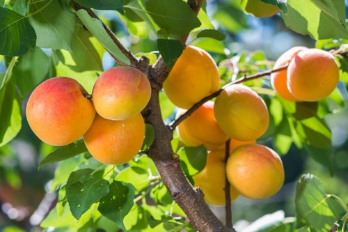 1st aprikose prunus armeniaca - aprikose,