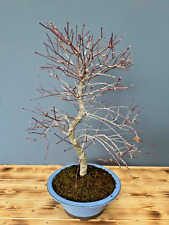 Bonsai Baum Acer Palmatum Deshojo roter Ahorn japanischer Fächerahorn Nr. 5024