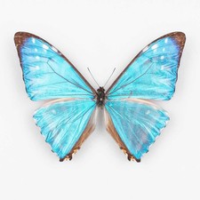 Morpho Zephyritis  ♂ Peru -