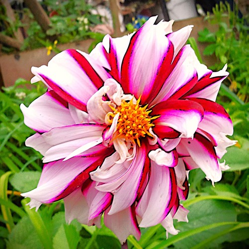 dahlien
