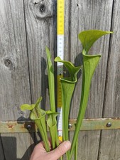 Sarracenia oreophila heavy - sarracenia, 'heavy