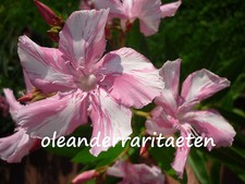 1 x Oleander Steckling KEWPIE RARITÄT