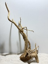 rote Moorwurzel Redwood