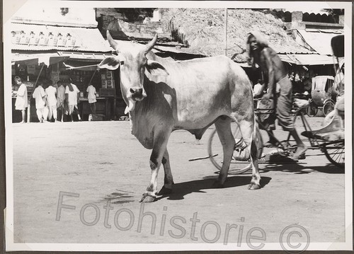 Foto puri indien - indien, kuh