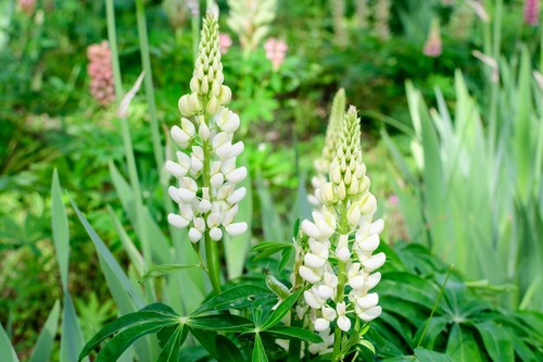 100 samen weiße lupine - samen,
