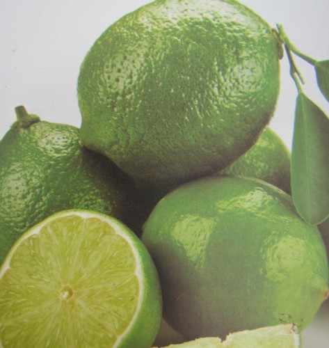 Citrus latifolia limette - citrus,