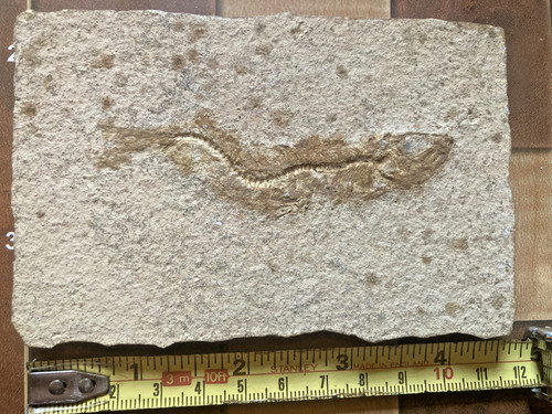Jura fisch fossil - fisch, solnhofen