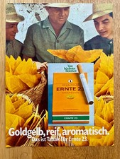 Ernte 23 Tabak goldgelb reif